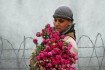 غزة: أين توارت أزهار القرنفل؟