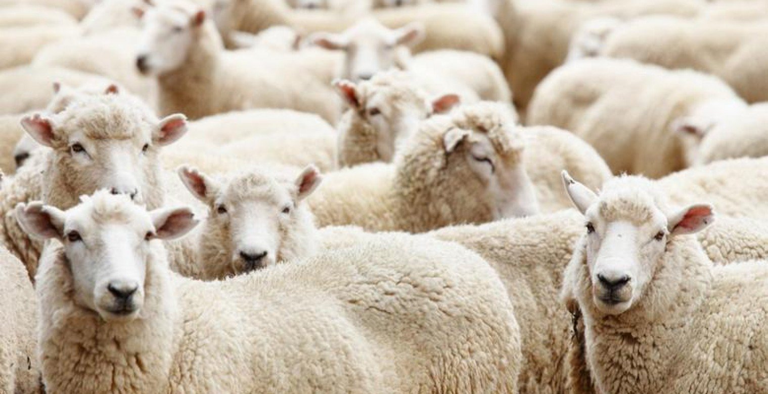 كل ما تريد معرفته عن الأضحية في عيد الأضحى