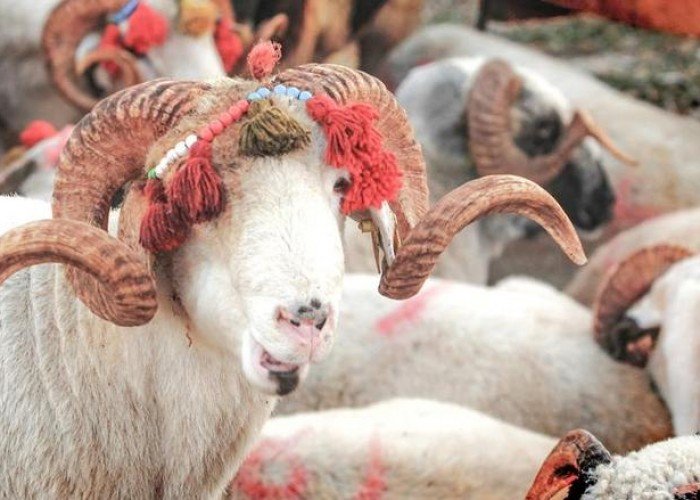 لماذا نحب خروف العيد؟- عيد الأضحى 2025