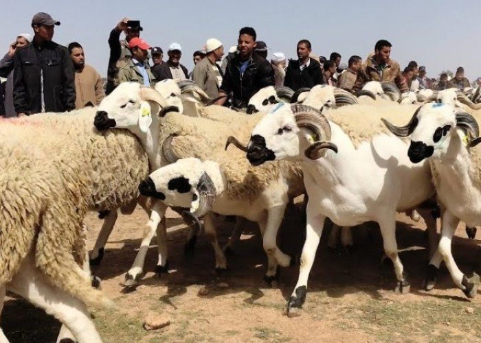 كيفية تحضير الأضحية في عيد الأضحى 2025- نصائح لذبح الأضحية