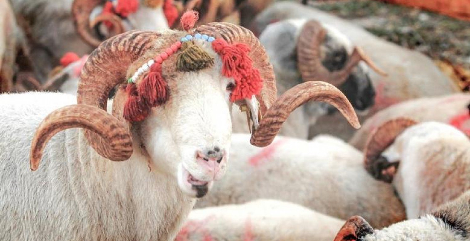 لماذا نحب خروف العيد؟- عيد الأضحى 2025