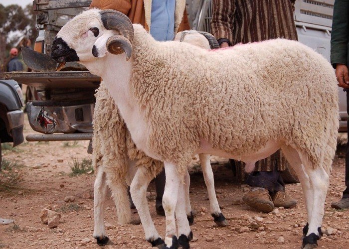 فضل الأضحية في عيد الأضحى 2025