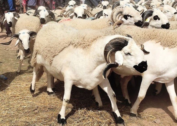 متى عيد الأضحى 2025؟ كل ما تحتاج معرفته عن يوم النحر المبارك