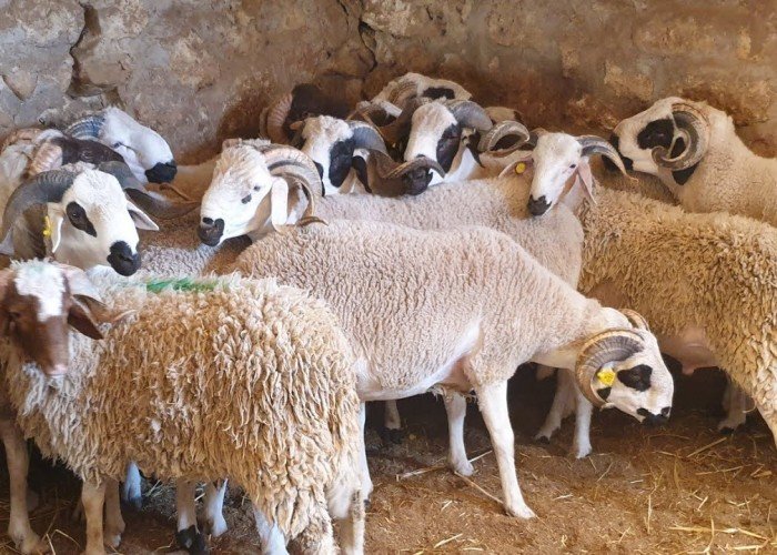 عروض الأضاحي 2025.. أسعار خراف العيد وأحدث العروض أونلاين