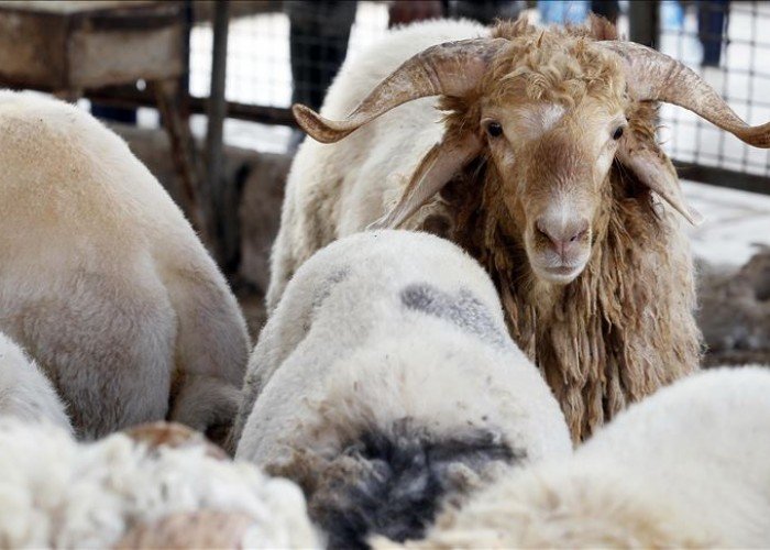 هل يجوز الاشتراك في الأضحية؟ وما هي الحالات المسموحة شرعًا؟