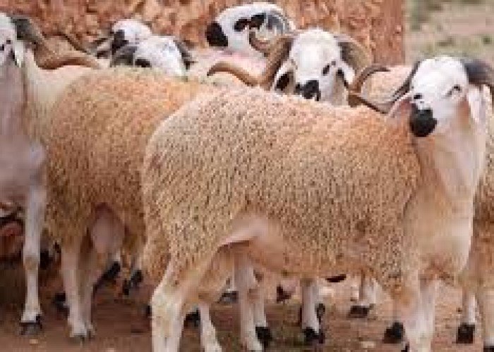 عيد الأضحى 2025.. روحانية الأضحية ولماذا يعيد المسلمون هذا الطقس كل عام؟