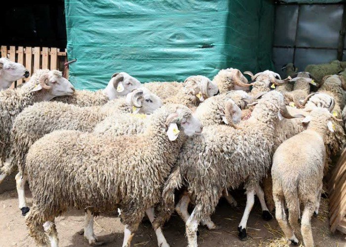 دليل الأضحية في عيد الأضحى.. الأحكام الشرعية والشروط